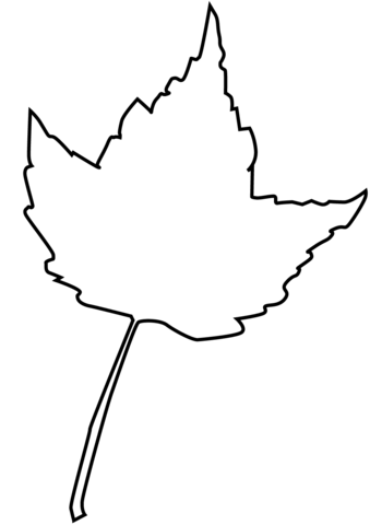 Maple Outline Coloring Page